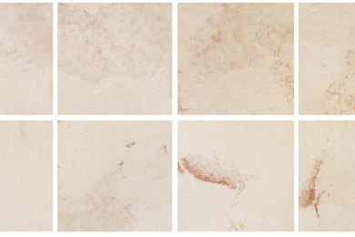 Crema Rose